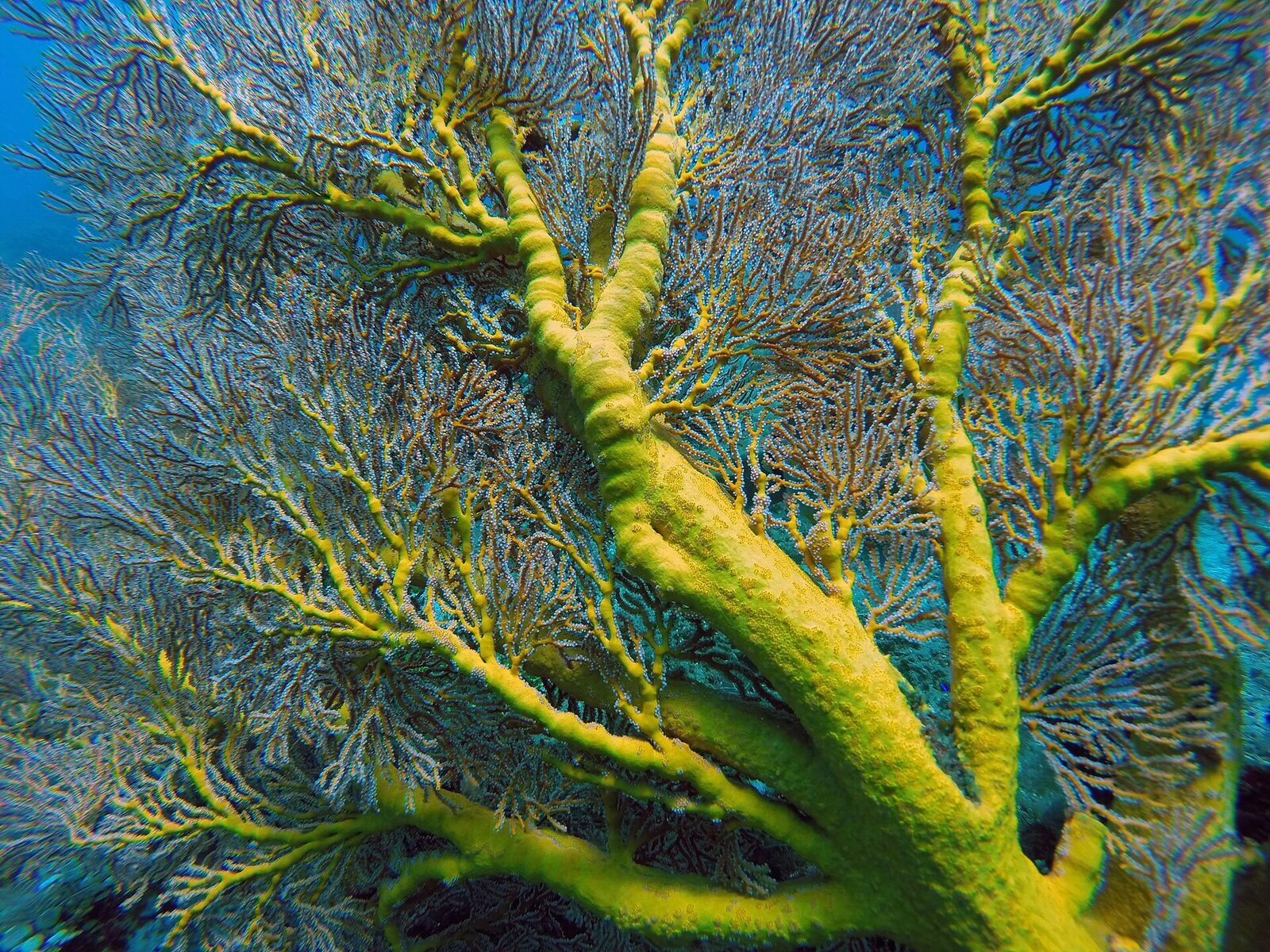Coral and fish in the shallows off Amed