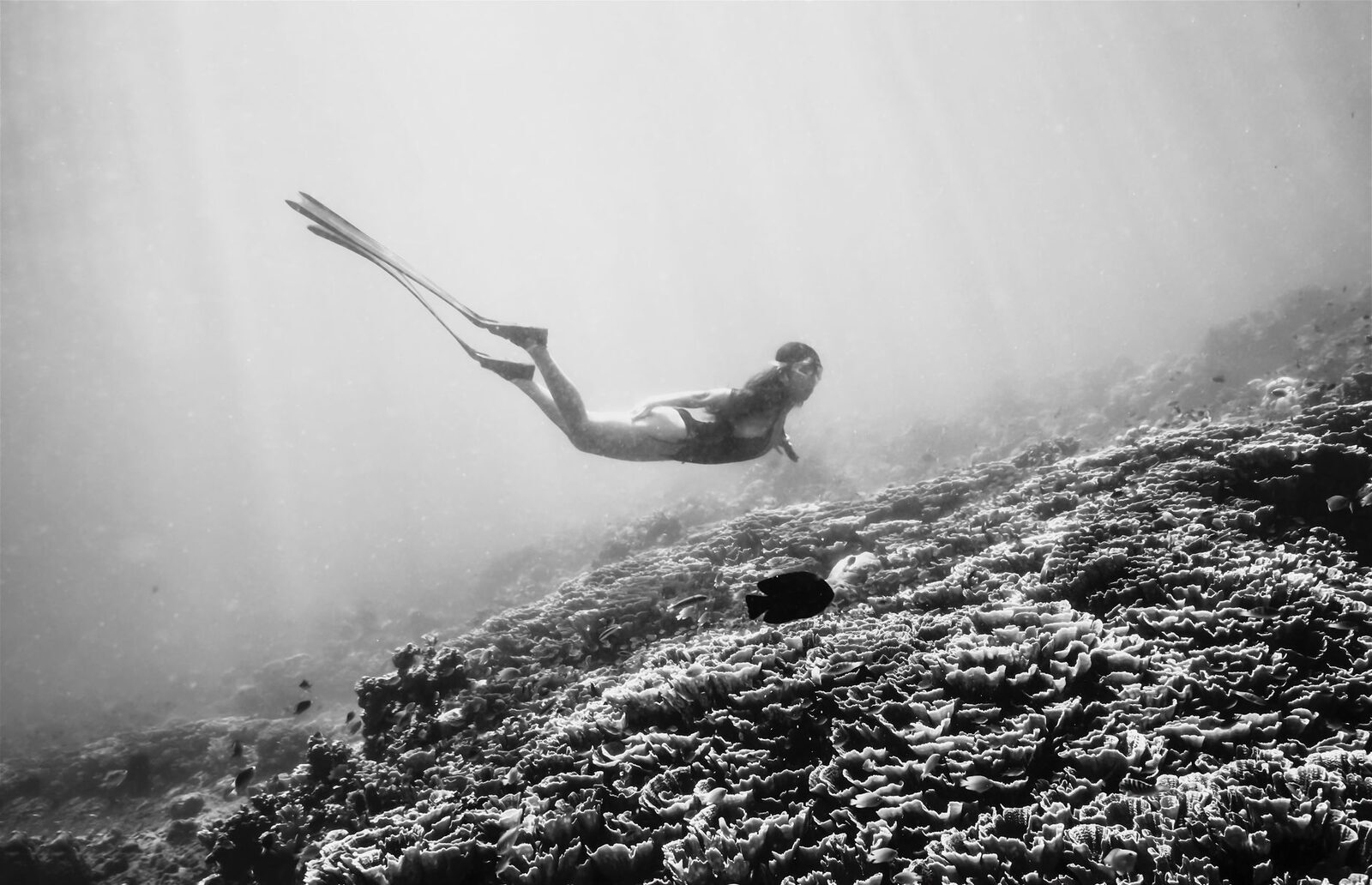 A freediver gliding out over the reef in shafts of light.