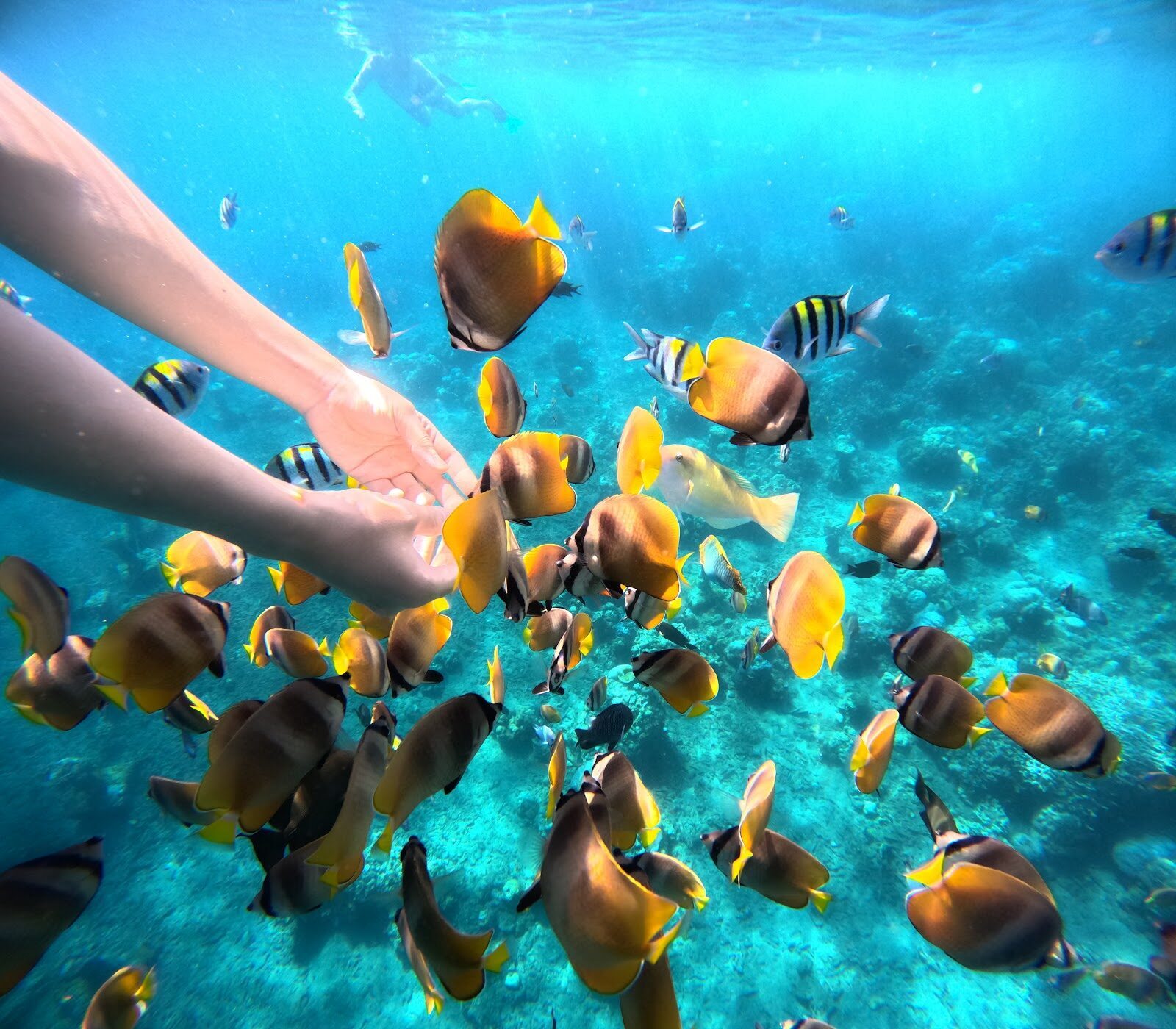 Reef fish swarming a snorkeller's hand in the warm shallows.