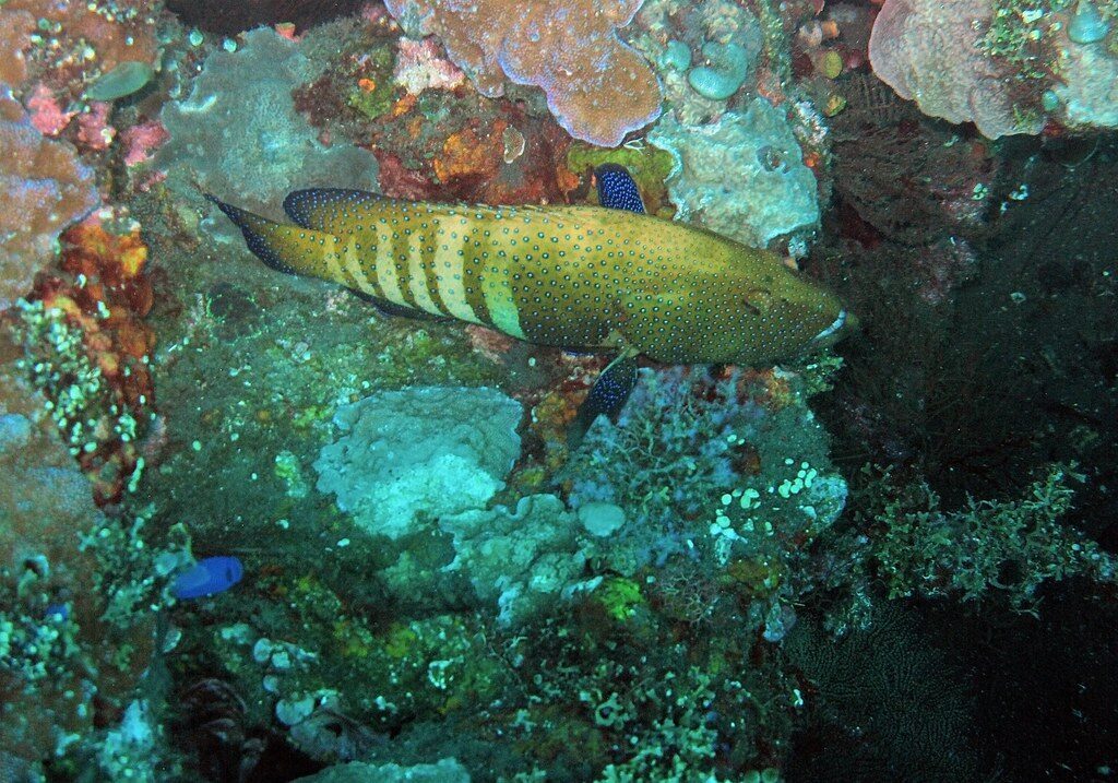 A grouper hanging over the coral gardens that now cover the wreck.