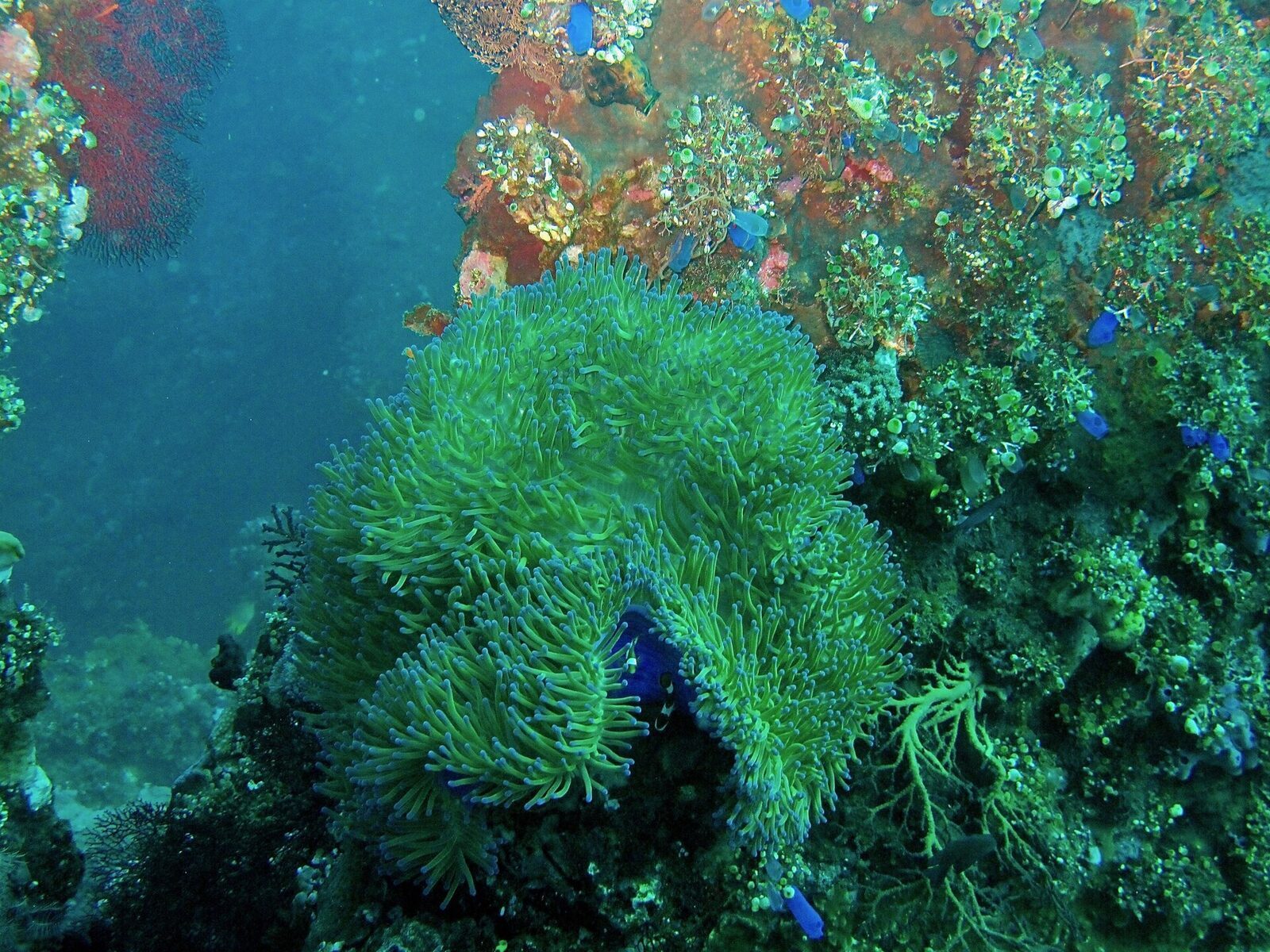 Green anemones and soft coral colonising the Liberty's plates.