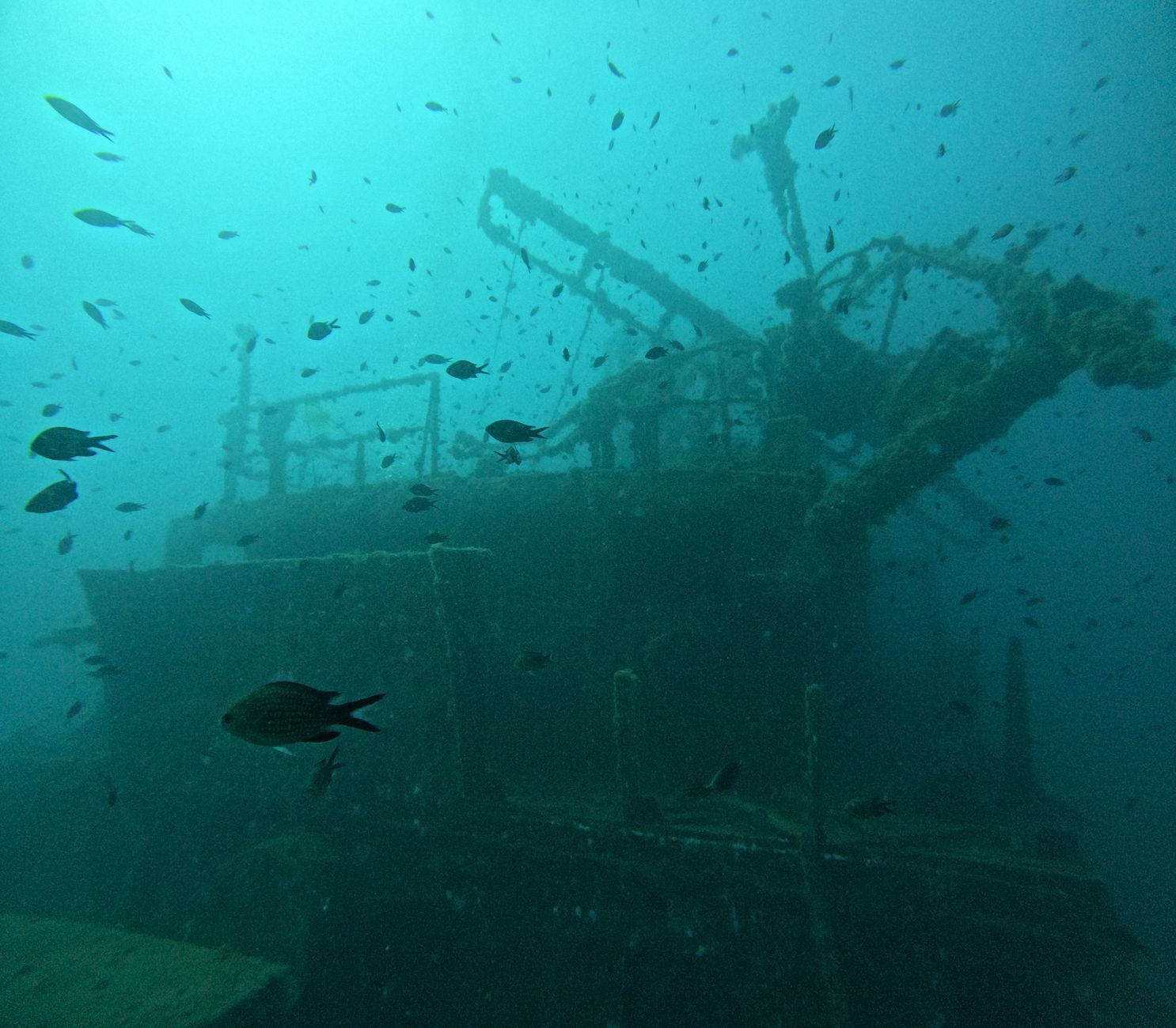 The outline of the wreck with fish massing above it in the teal water off Tulamben.