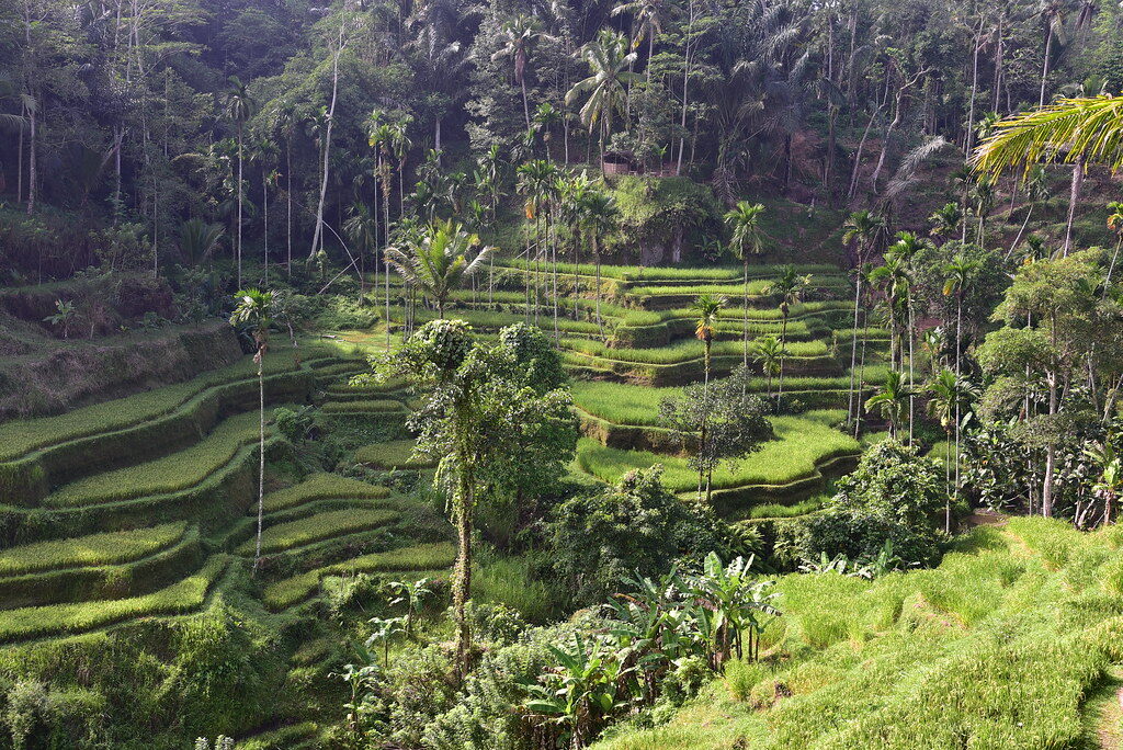 Ubud's green cultural heart — layered rice terraces and palms, the inland base that pairs with the south on every one of these plans. Move here once, unpack, and day-trip to the temples and waterfalls.