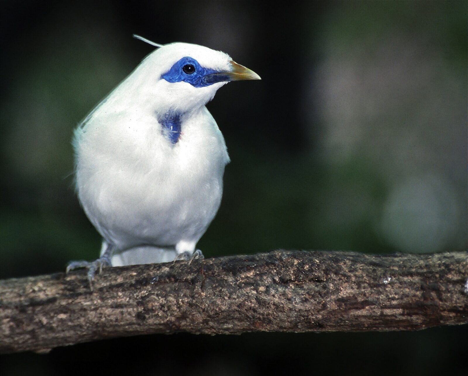 A Bali starling facing the camera, crest raised, the blue eye-mask and yellow bill clear.