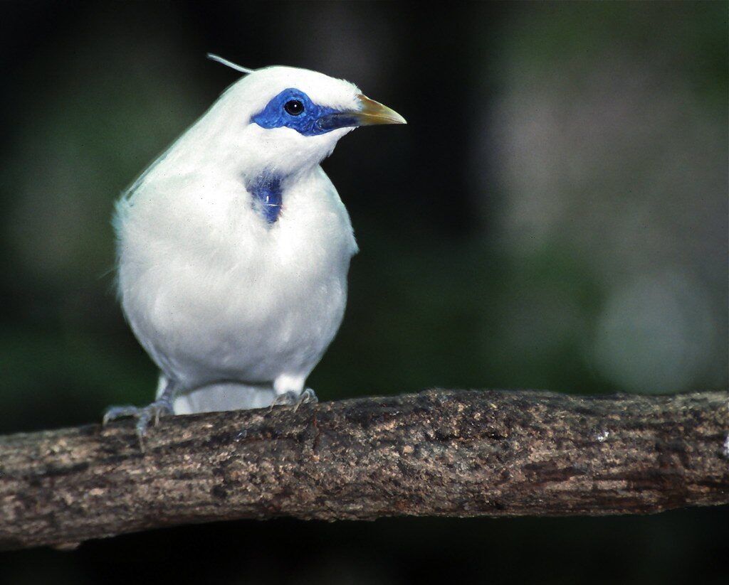 A Bali starling perched on a branch — the island's only endemic bird.