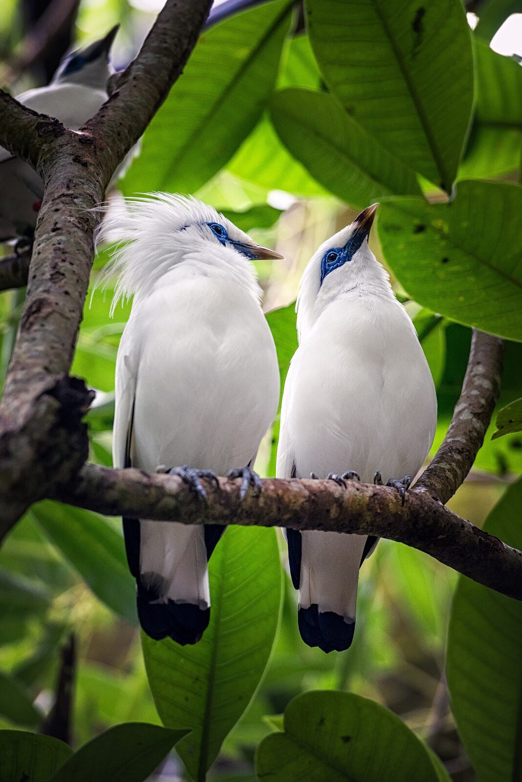 Two Bali starlings side by side on a branch.