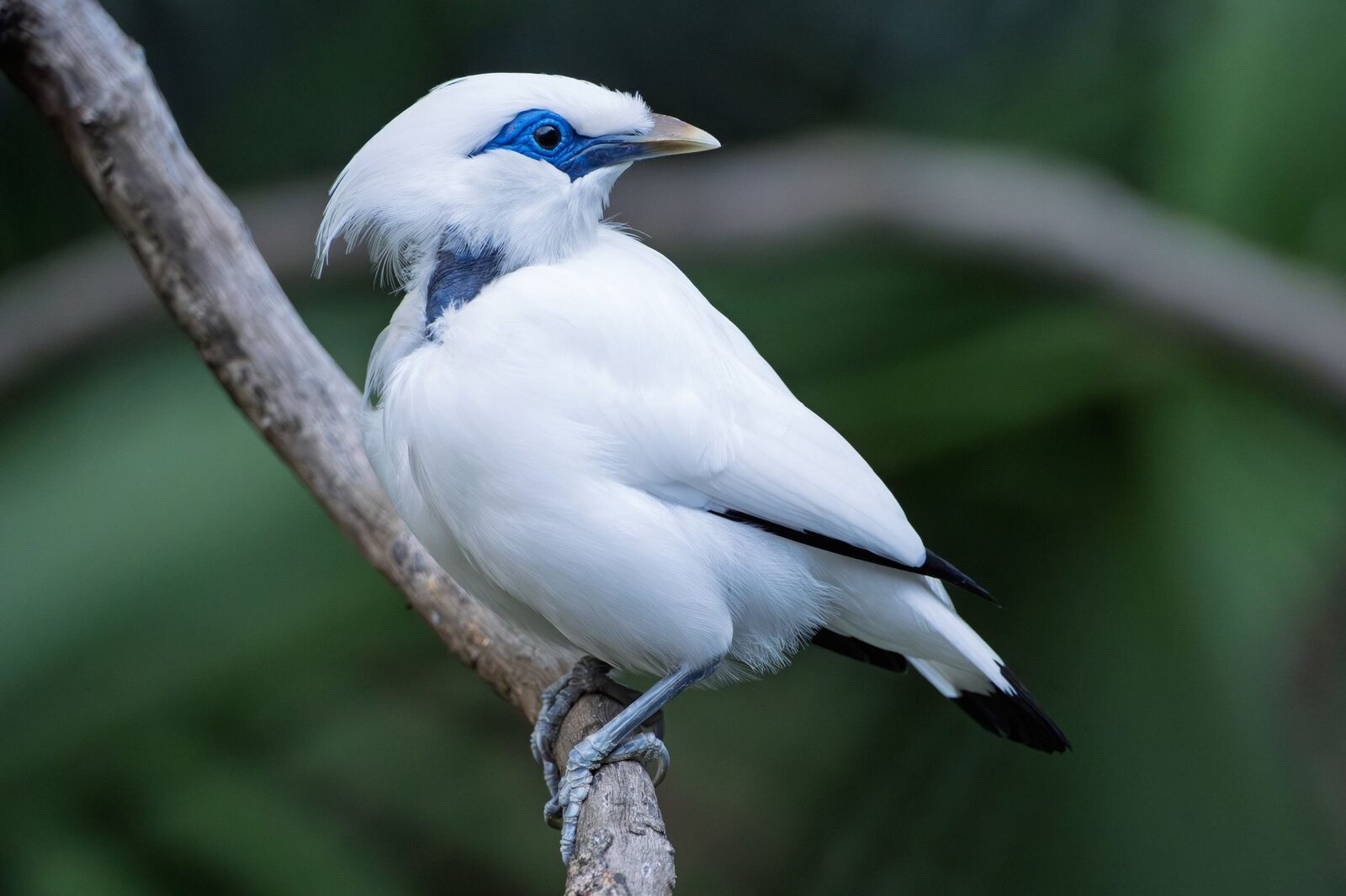 A Bali starling on a bare branch, showing the black-tipped white plumage.