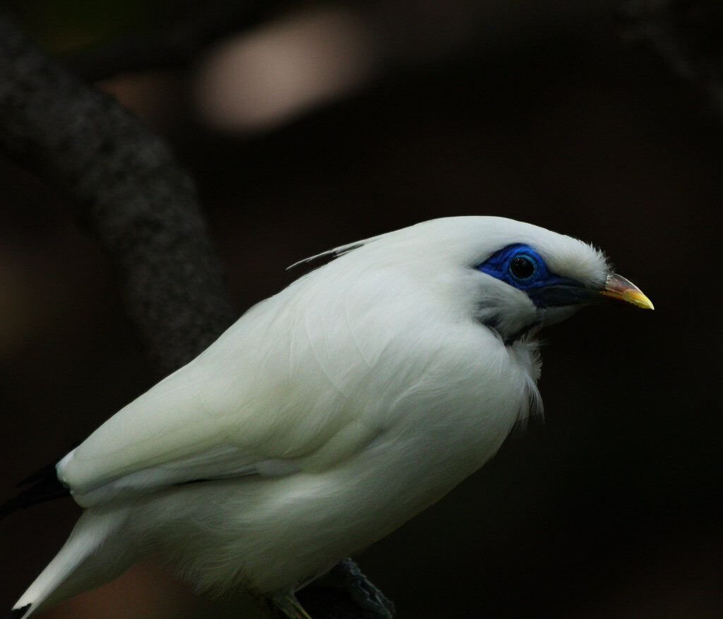 A close head portrait — the bare blue skin around the eye and the pale bill.