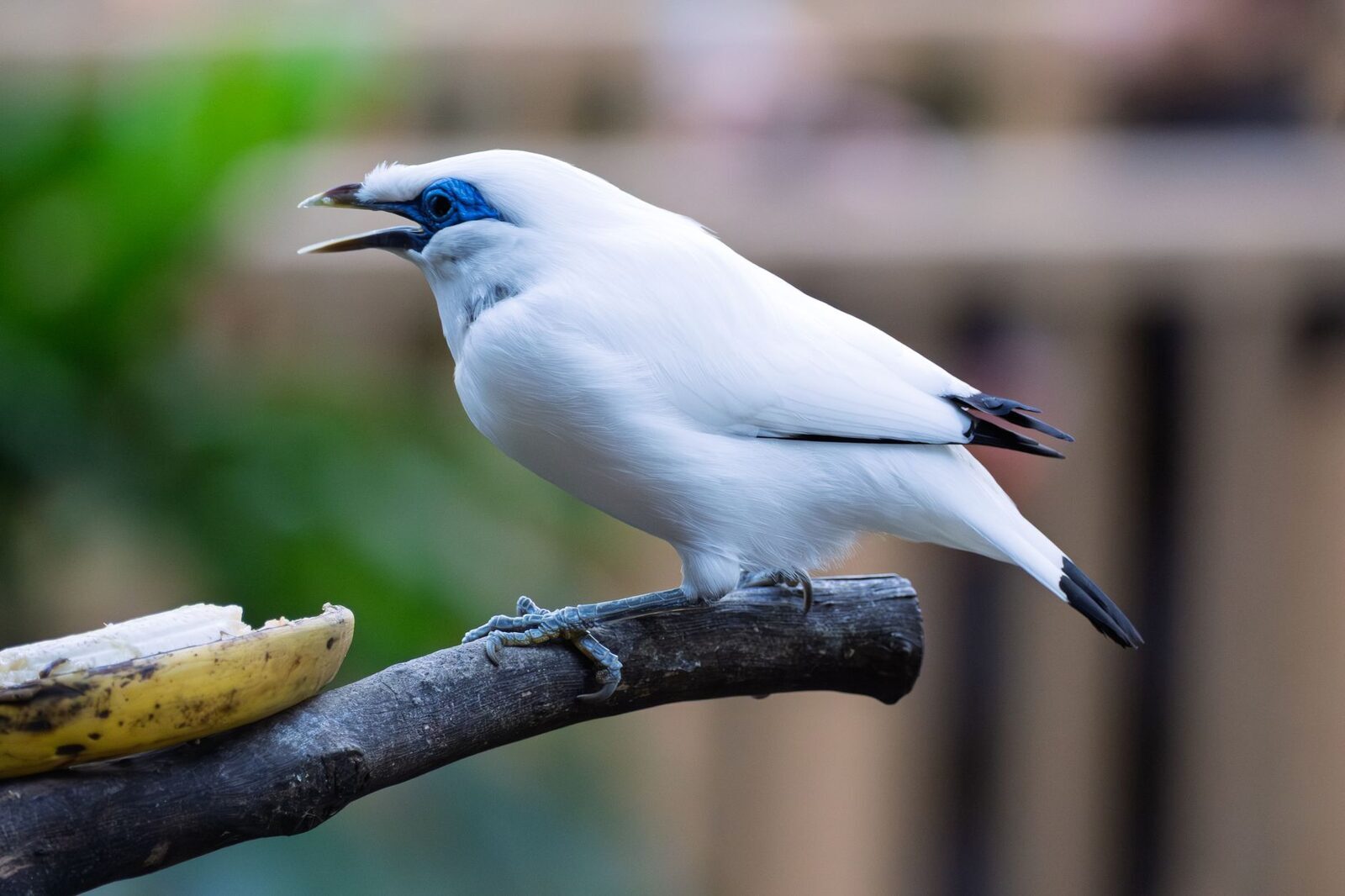 A Bali starling calling. Most photographs, honestly, are of captive-bred birds; wild sightings are rare.