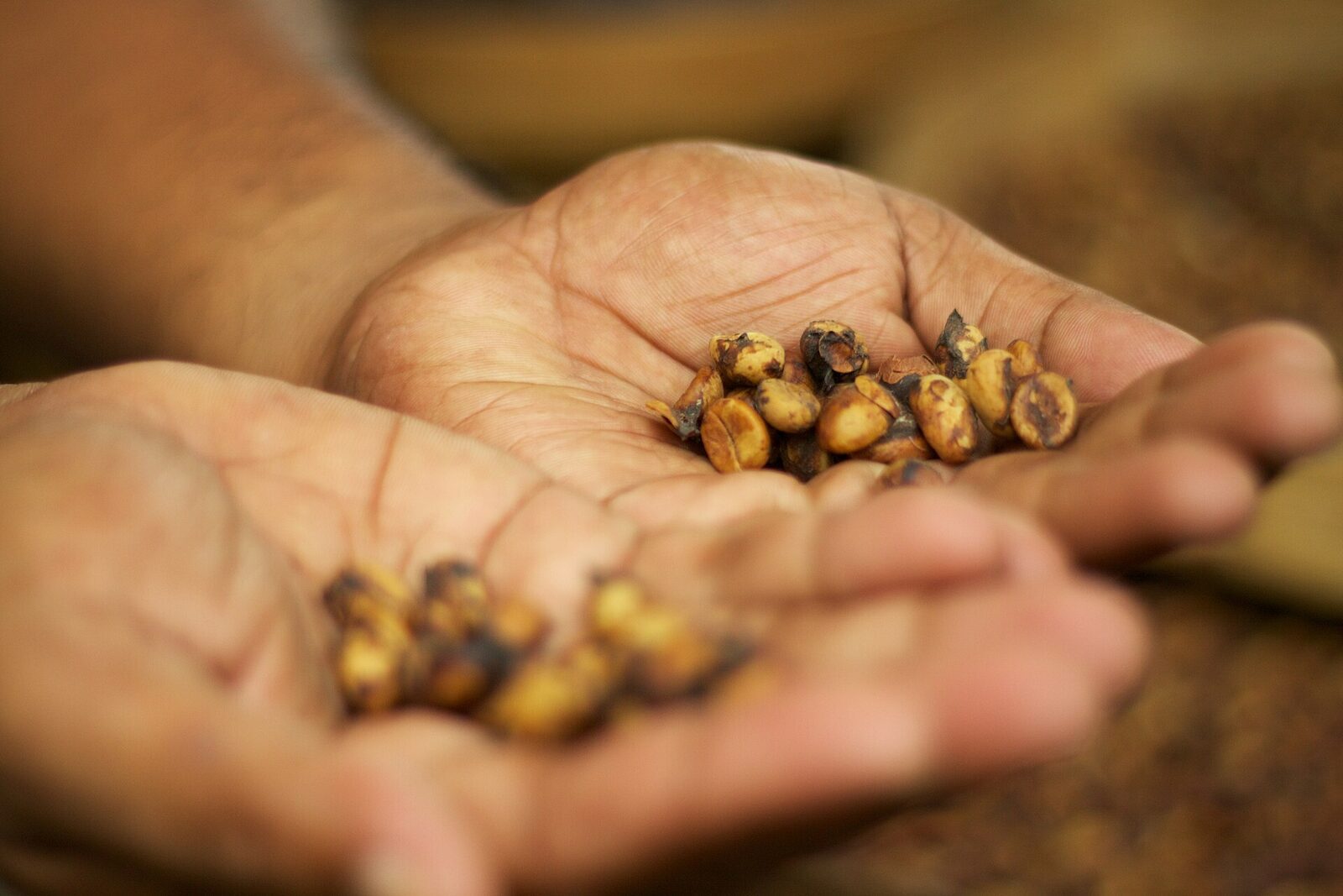 A handful of the part-digested coffee beans that give kopi luwak its story.