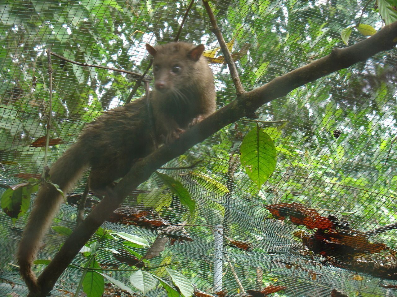 A palm civet behind wire in a plantation enclosure.
