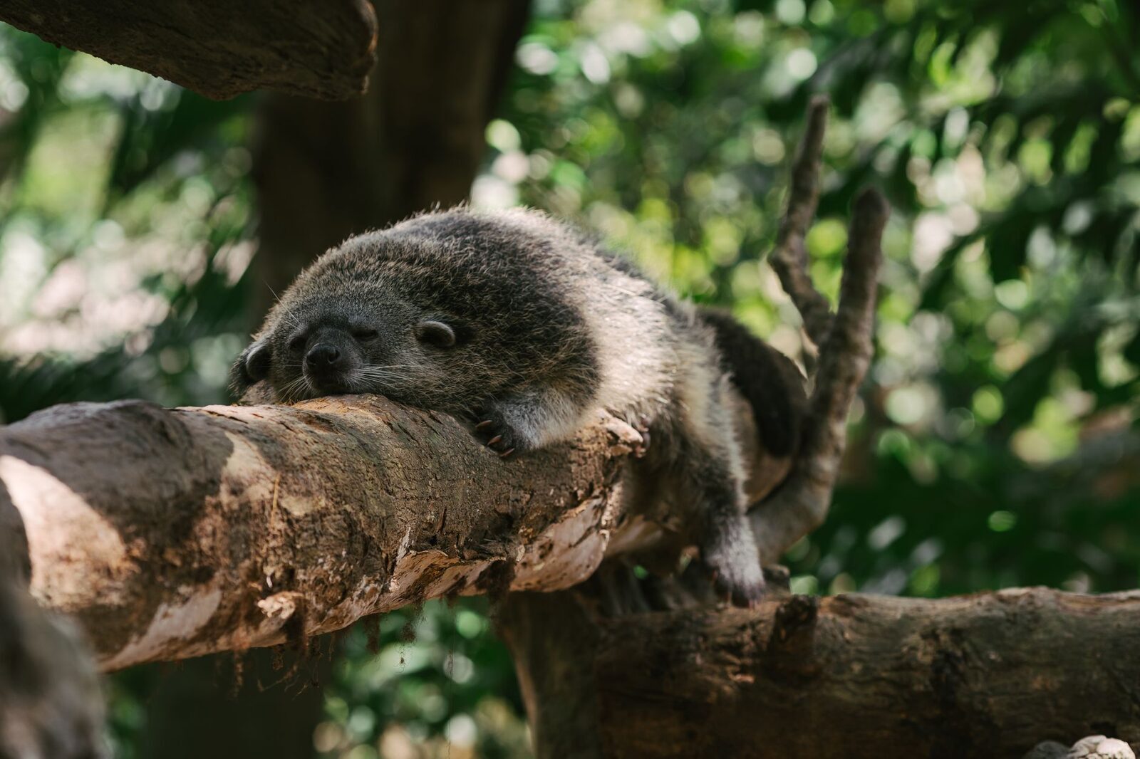 An Asian palm civet asleep on a branch — the animal itself, nocturnal and shy.