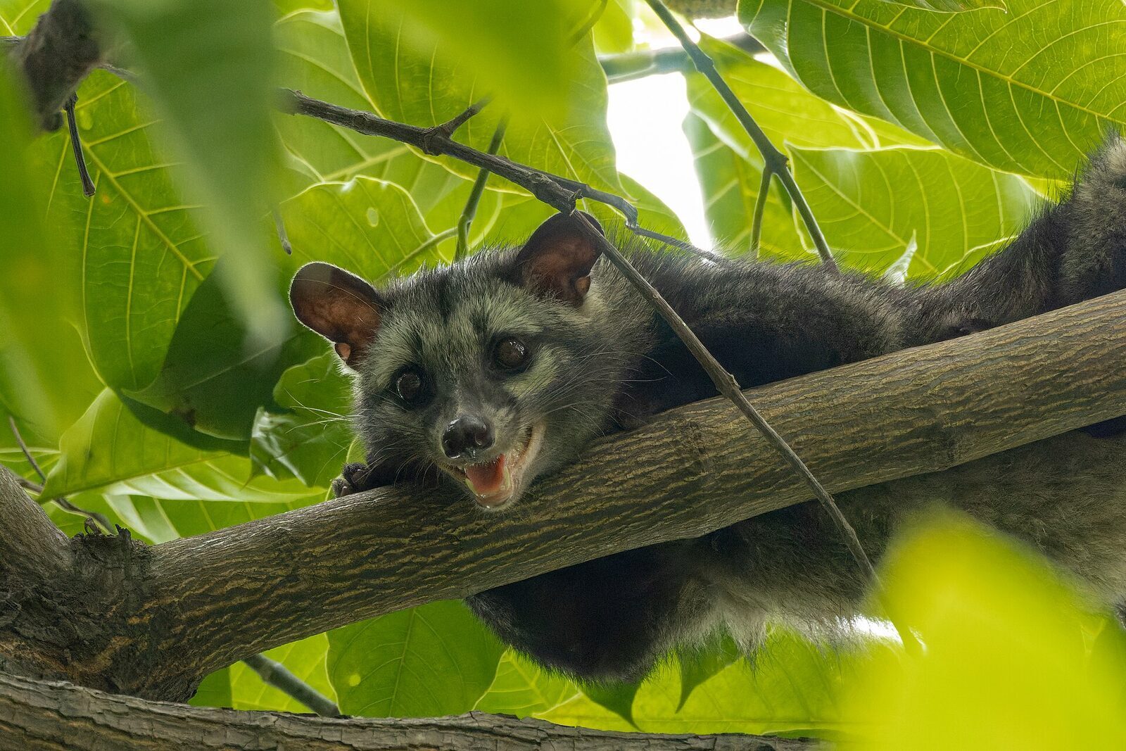 A palm civet in close-up, showing the dark mask and pointed face.