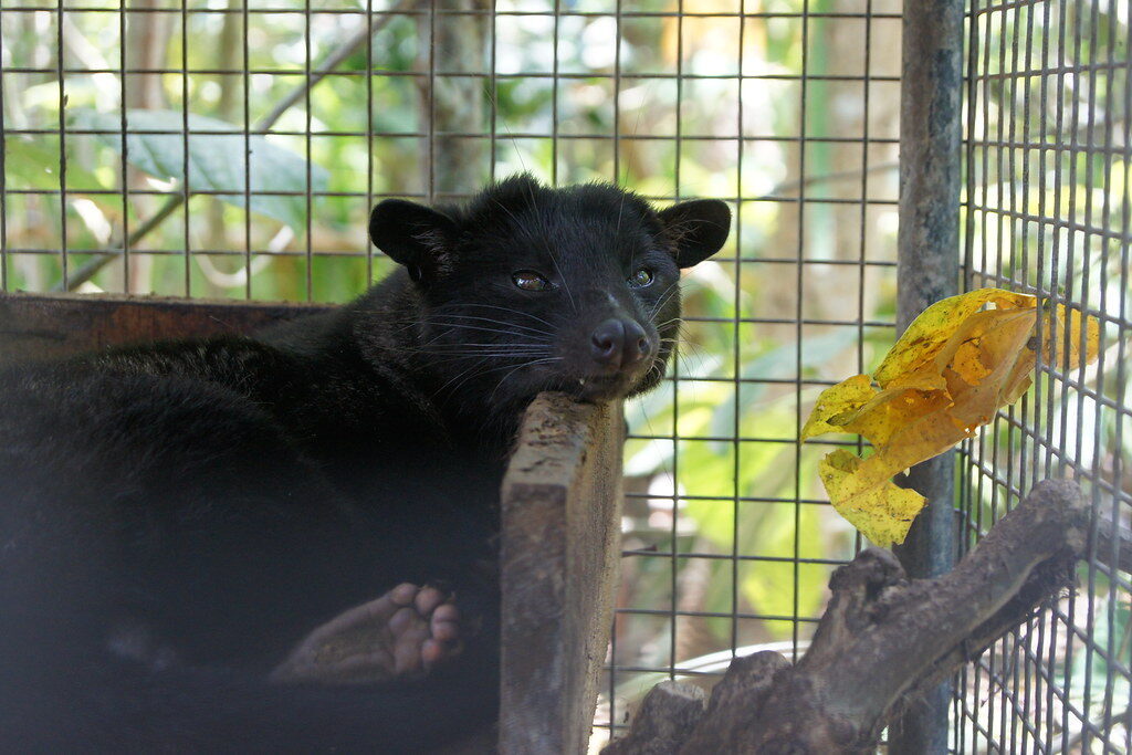 An Asian palm civet (luwak) caged at a coffee plantation — the reality behind most 'kopi luwak', and the reason to skip it.