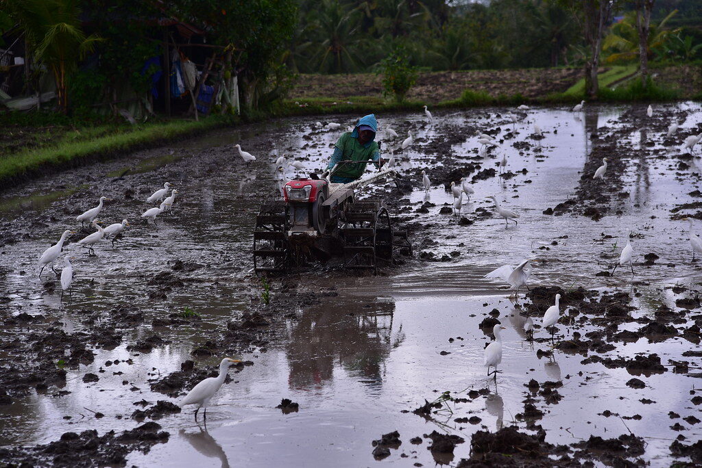 Egrets trailing a rotary tiller across a flooded paddy, picking off churned-up prey.