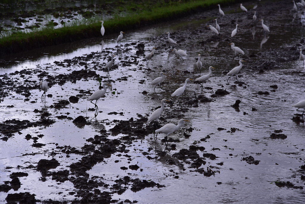 Egrets scattered across a flooded paddy at planting time.