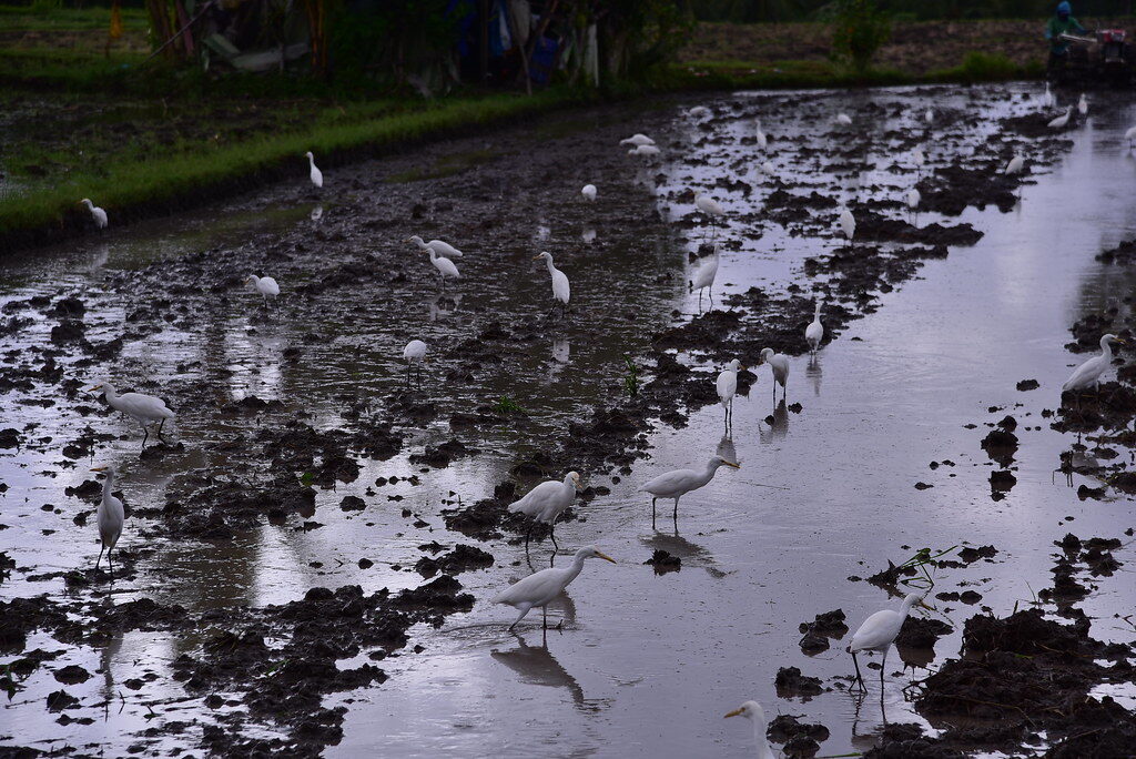 Egrets stalking the shallows of a muddy, freshly-worked paddy.