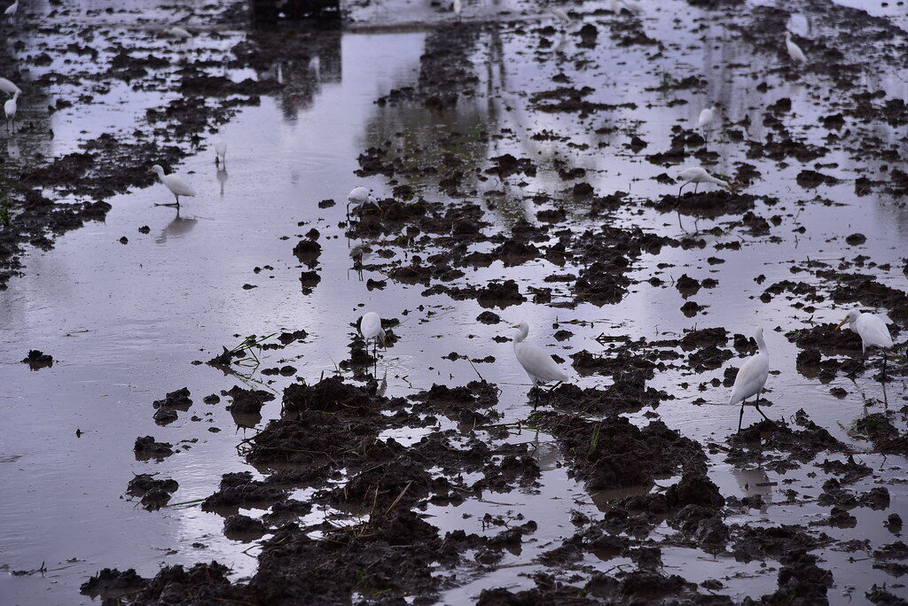 A lone egret in a flooded rice field.