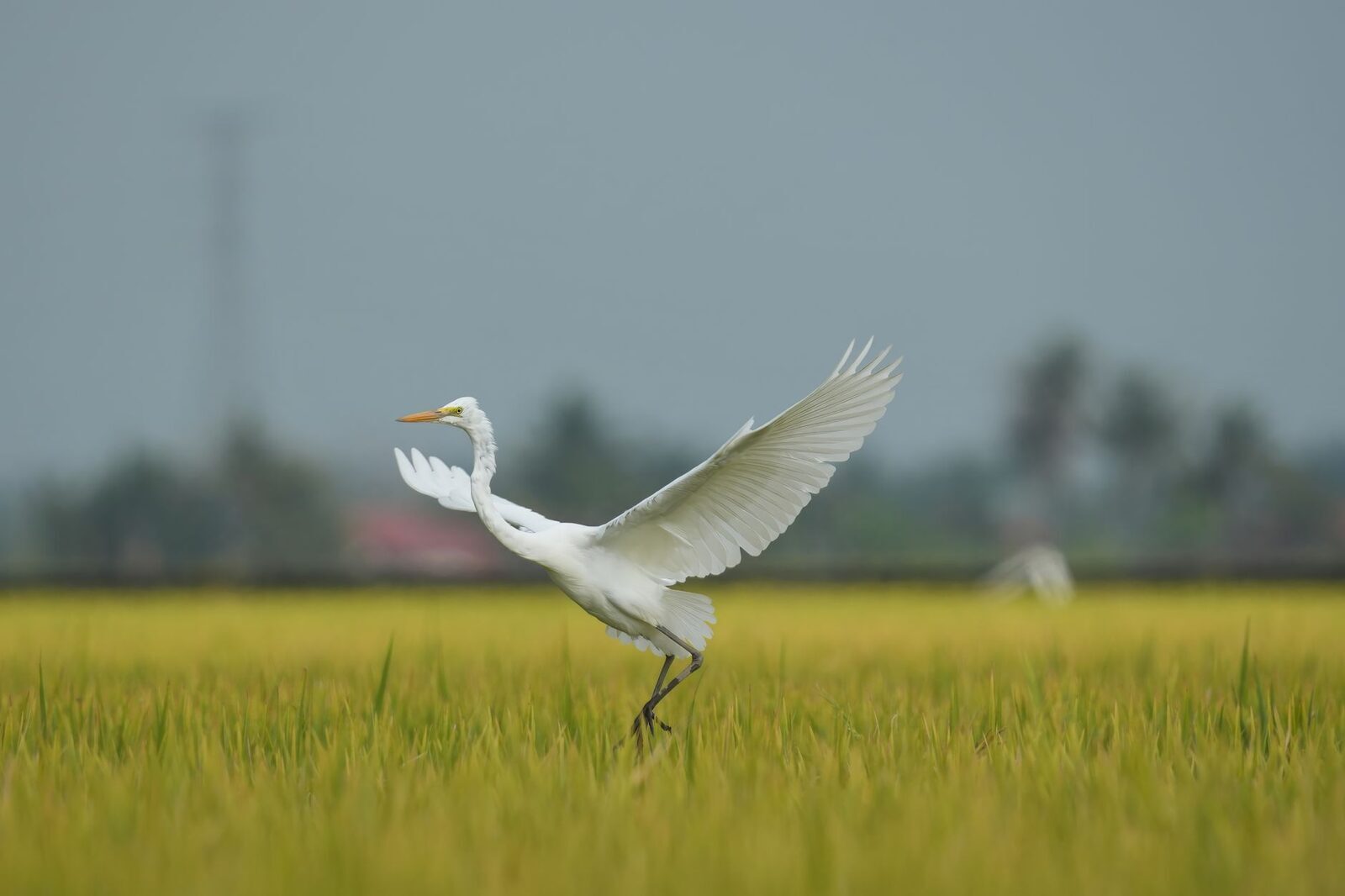 A great egret dropping in to feed over a rice field.
