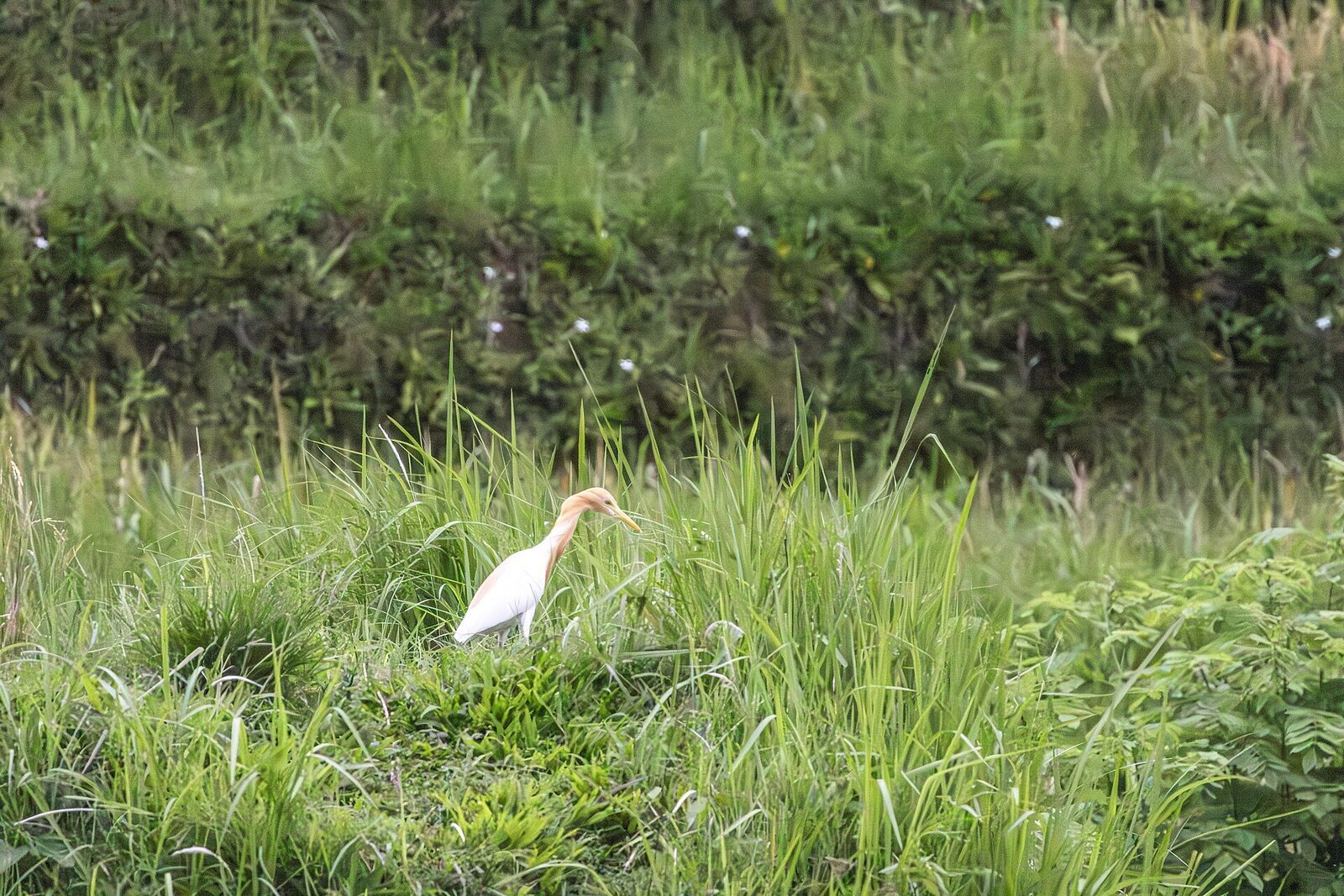 A cattle egret working a Bali rice paddy at Subak Ceking — the island's most accessible wild habitat.