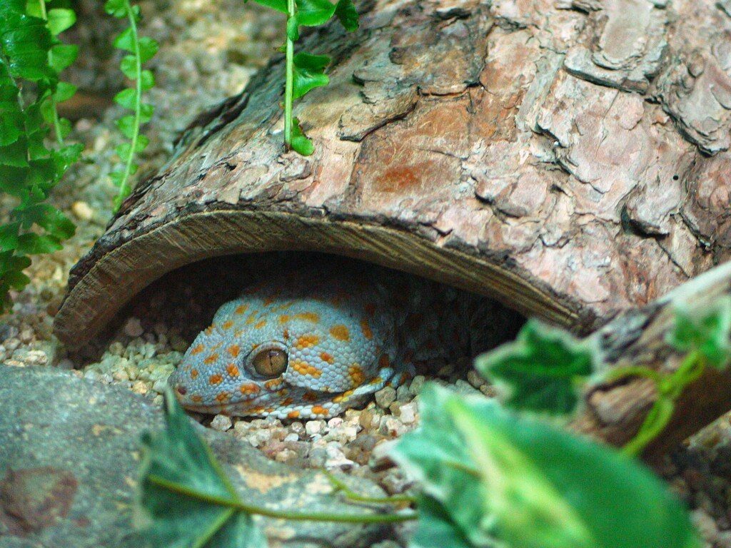 A tokay gecko sheltering under a log, its orange-spotted skin clear.