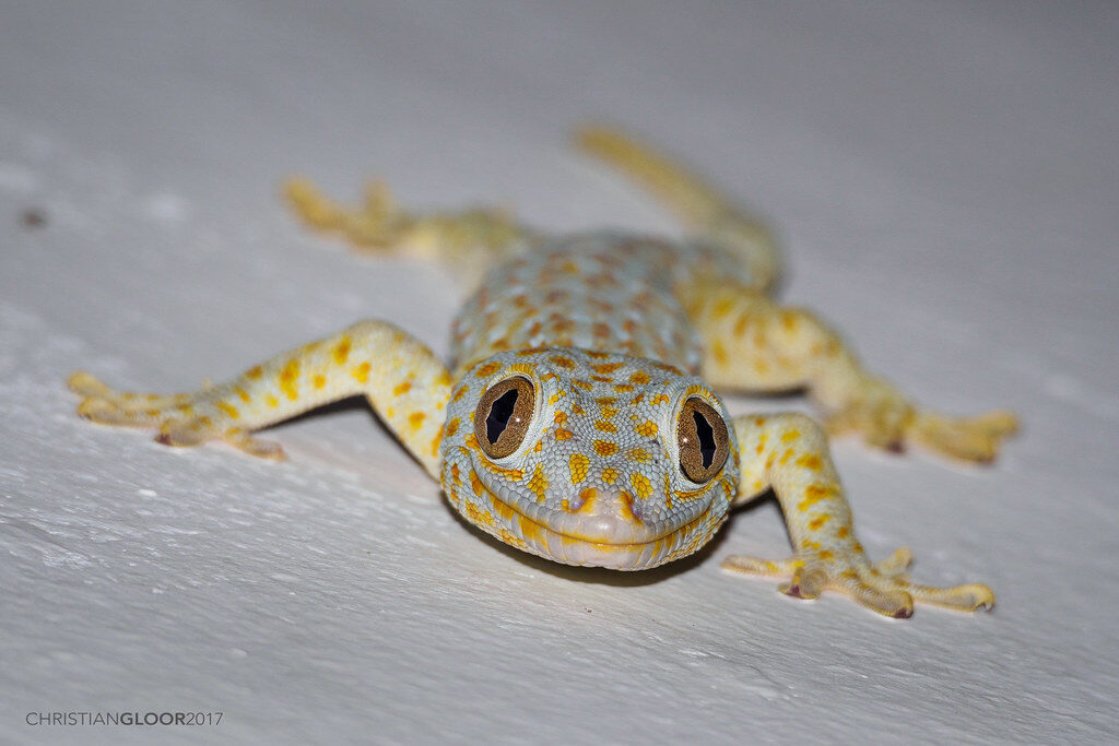 A tokay gecko seen from above, splayed on a pale surface.