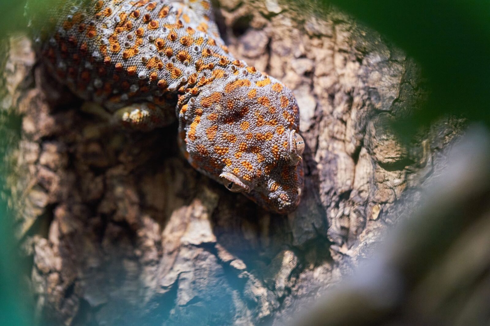A tokay gecko on tree bark, showing the classic blue-grey-and-orange pattern.