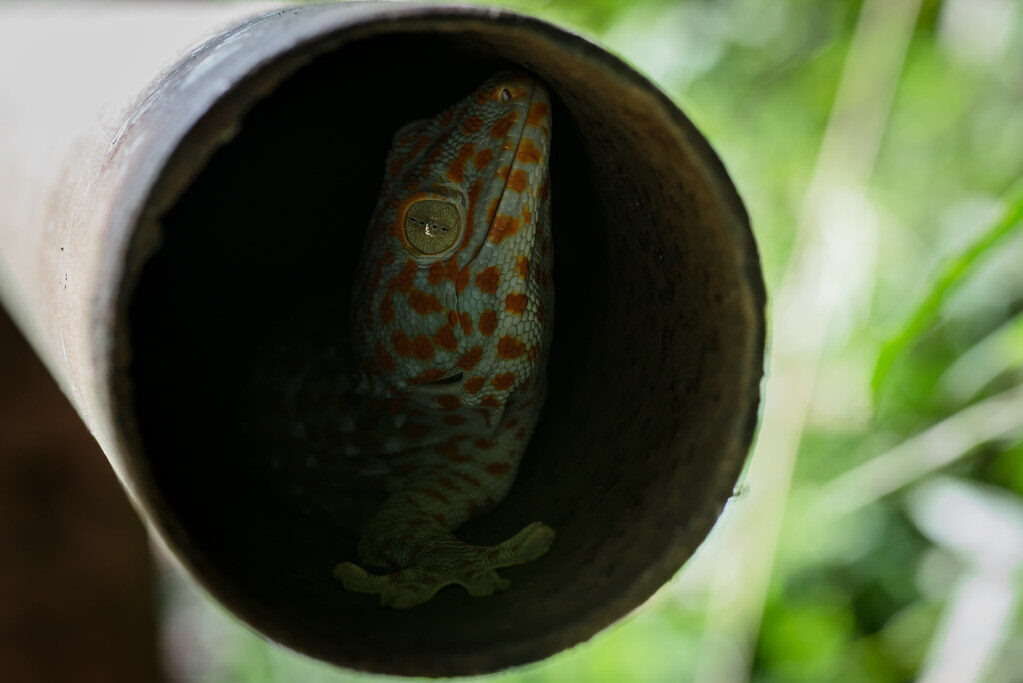 A tokay gecko (Gekko gecko) tucked in a length of bamboo — blue-grey skin dotted with orange, and a bark far bigger than its size.