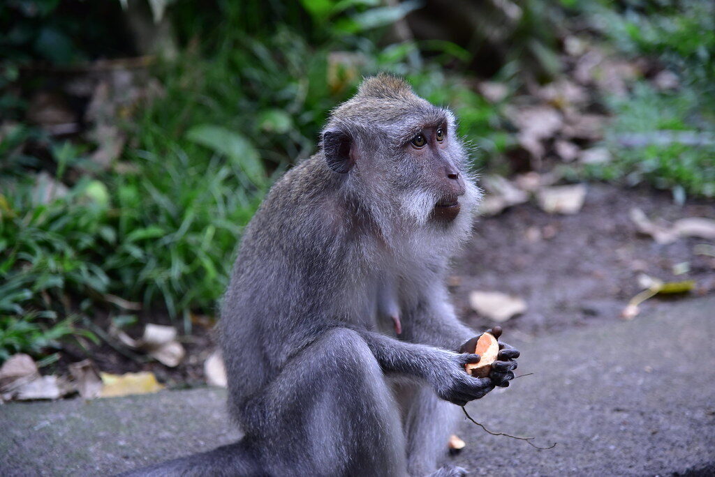A macaque holding stolen food on a temple path — the everyday scene at Uluwatu and the Monkey Forest.