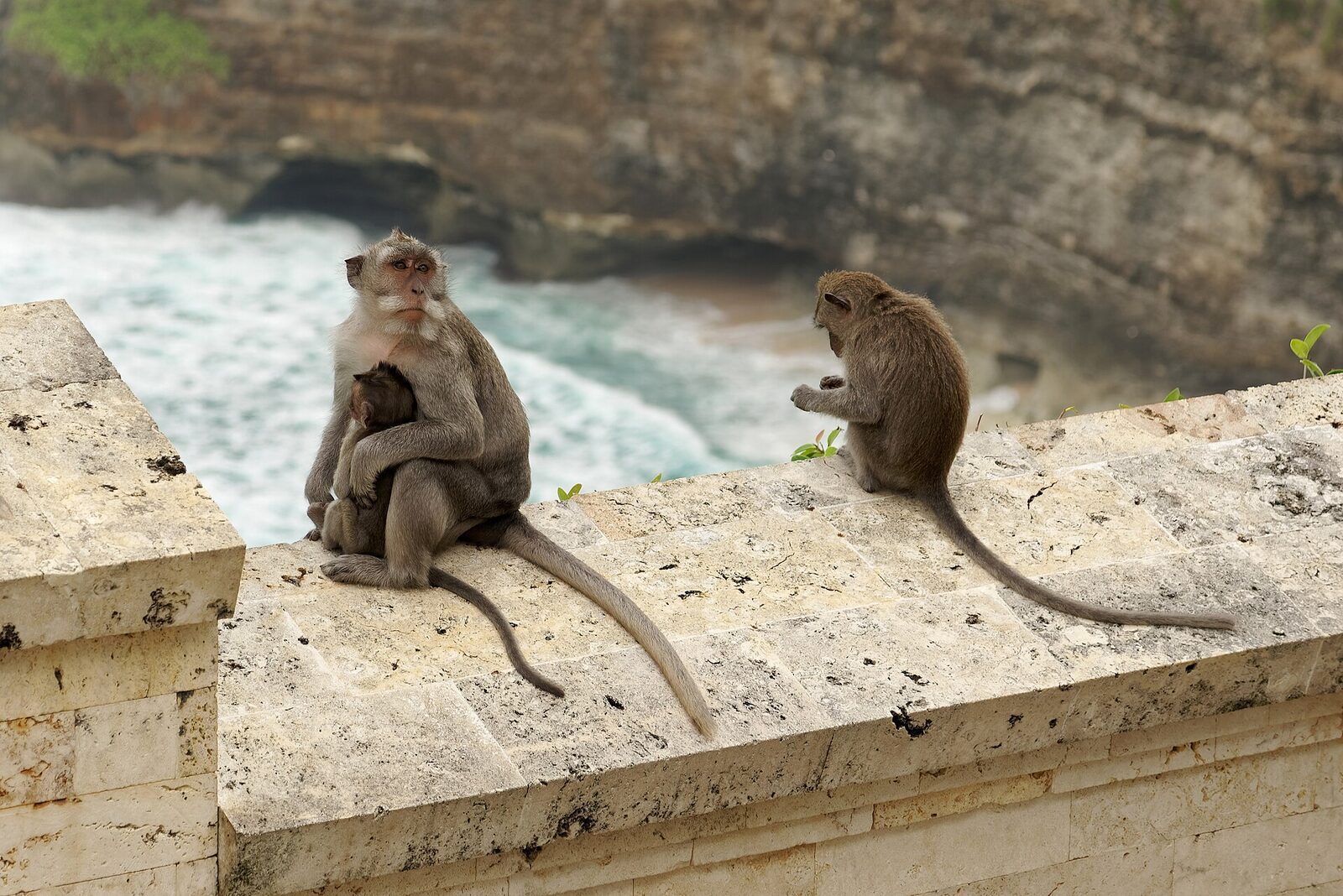 A pair of macaques on a wall above the sea at a clifftop temple.