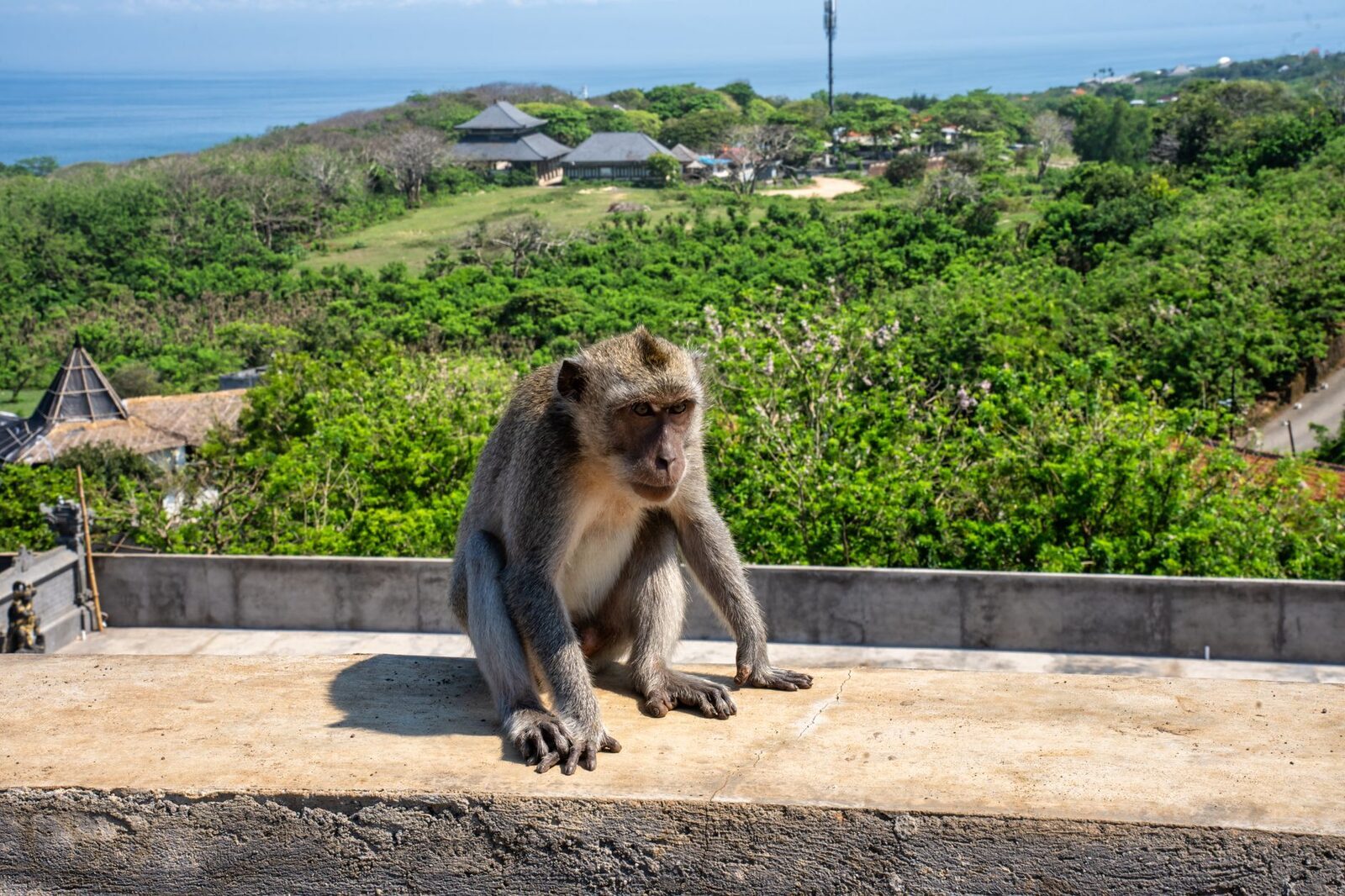 A macaque on the Uluwatu clifftop wall, the ocean behind it.