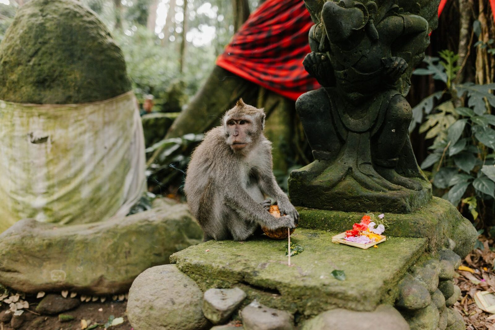 A macaque beside a shrine with an unwrapped snack — the troops treat anything shiny or edible as fair game.