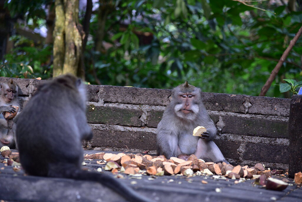 Two macaques feeding along a stone wall in the Monkey Forest.