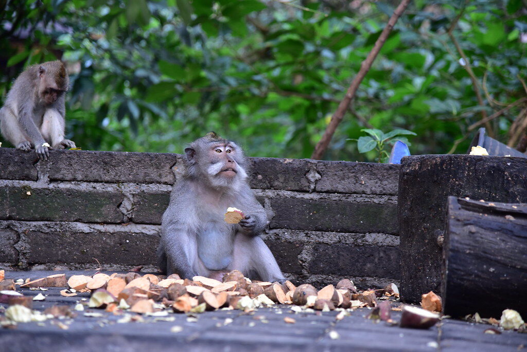 A macaque eating along the temple wall, a kingfisher watching behind.