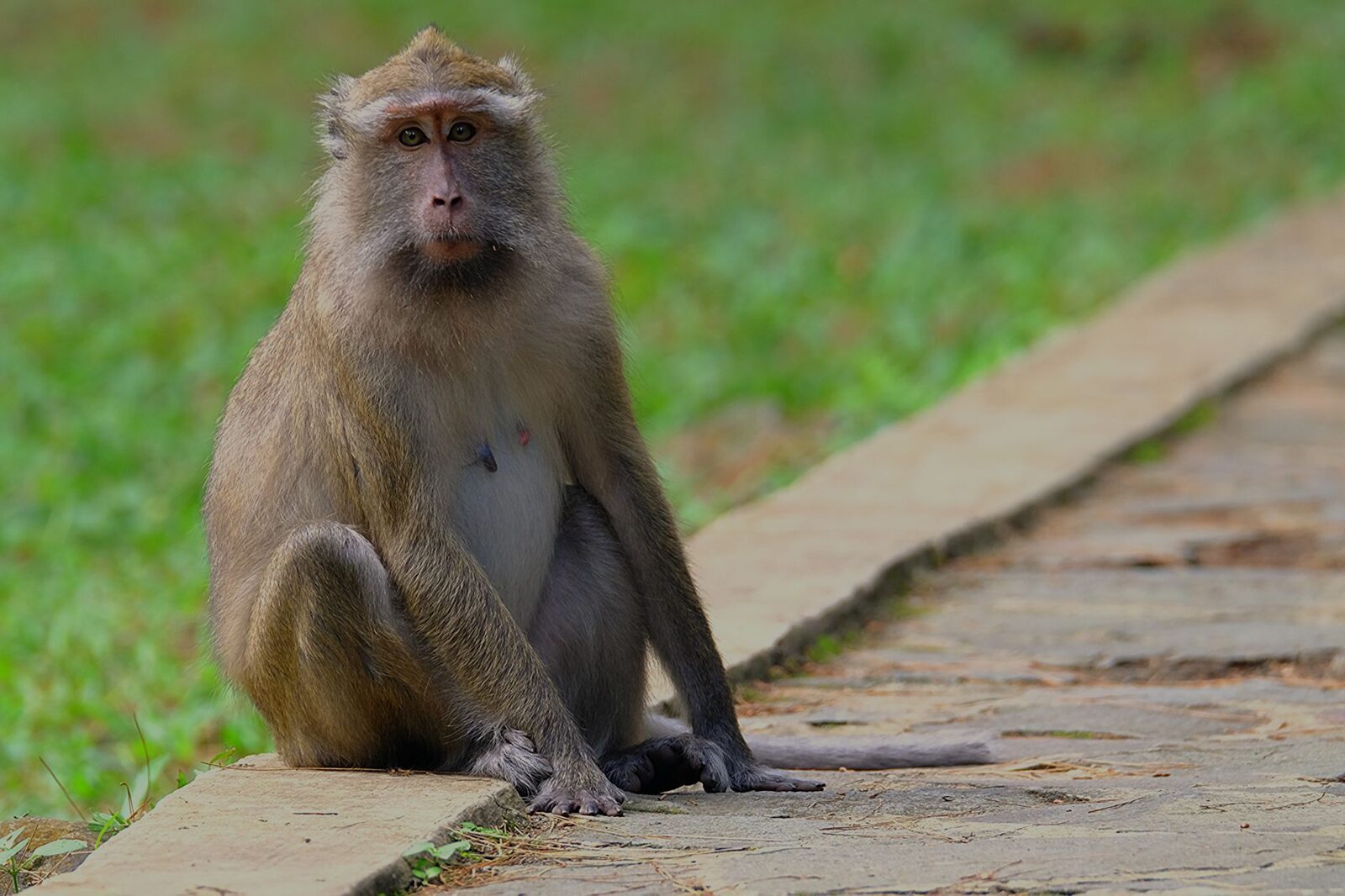 A long-tailed macaque sitting square on the path — the animal you'll actually meet.