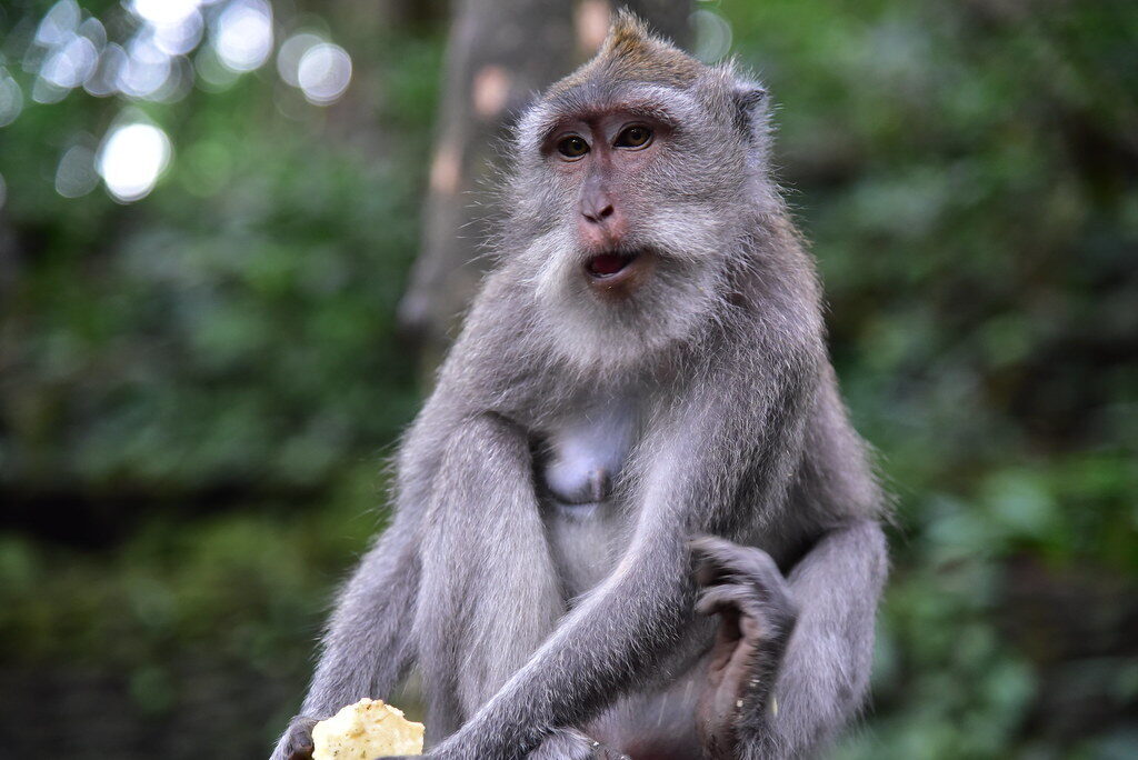 A long-tailed macaque (Macaca fascicularis) at a Bali temple, working on a piece of fruit — wild, habituated and bold.