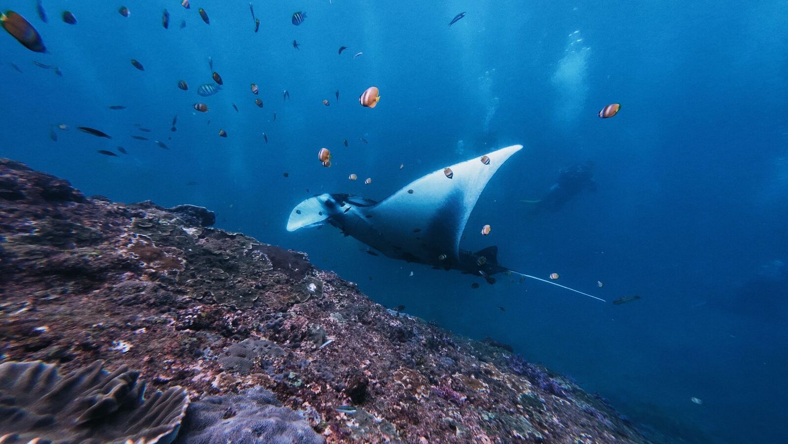 A manta passing above divers on the reef.