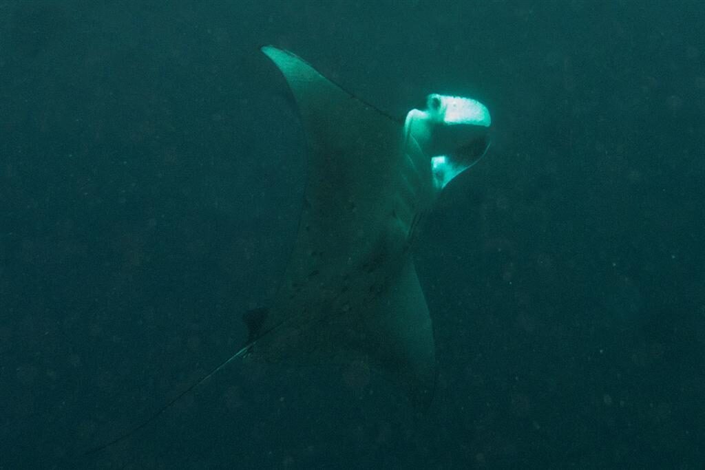 A manta's white underside as it wheels overhead.
