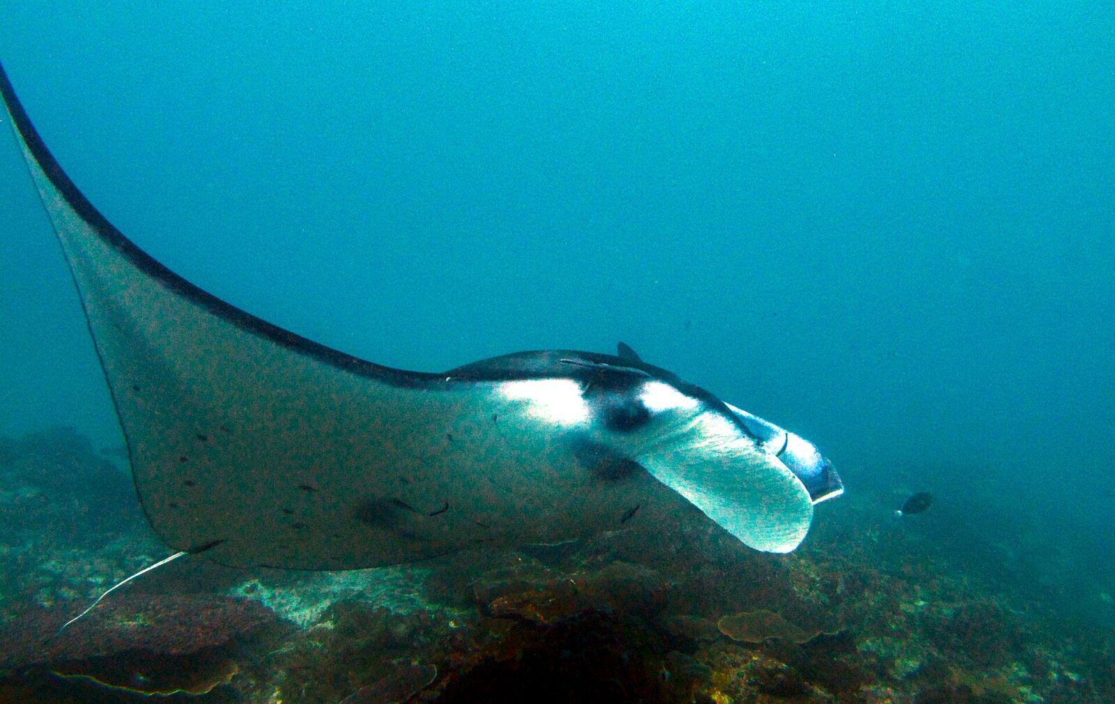 A reef manta ray gliding over the reef off Nusa Penida — wings spread wide, entirely wild.