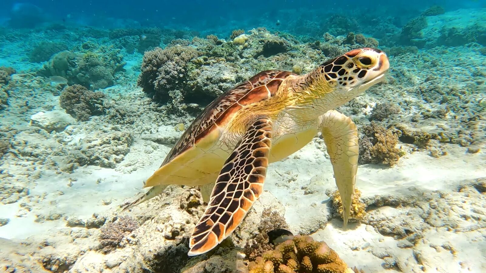 A green turtle cruising just above healthy coral.