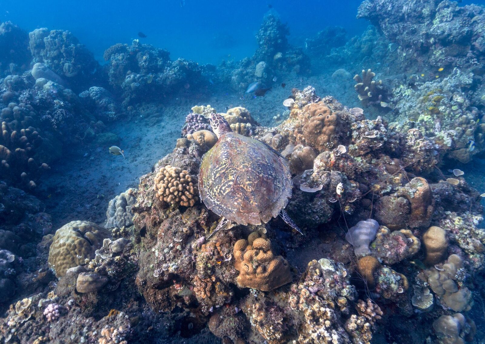 A turtle over the reef in the clear water off Bali.