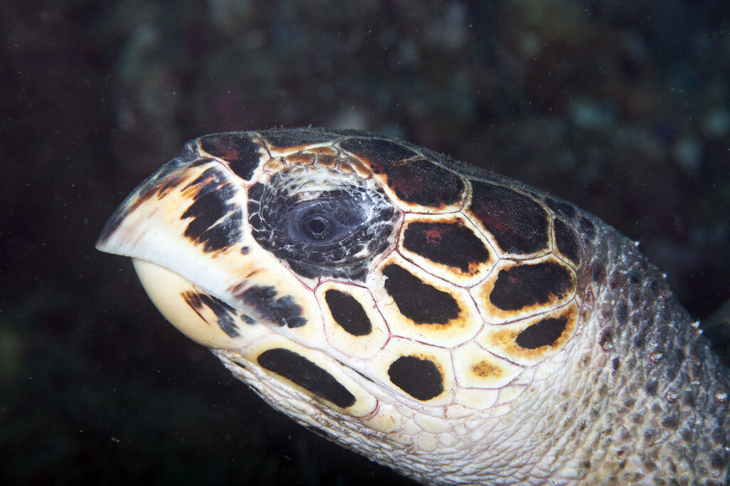 A hawksbill turtle in close-up — the shell pattern that names it.