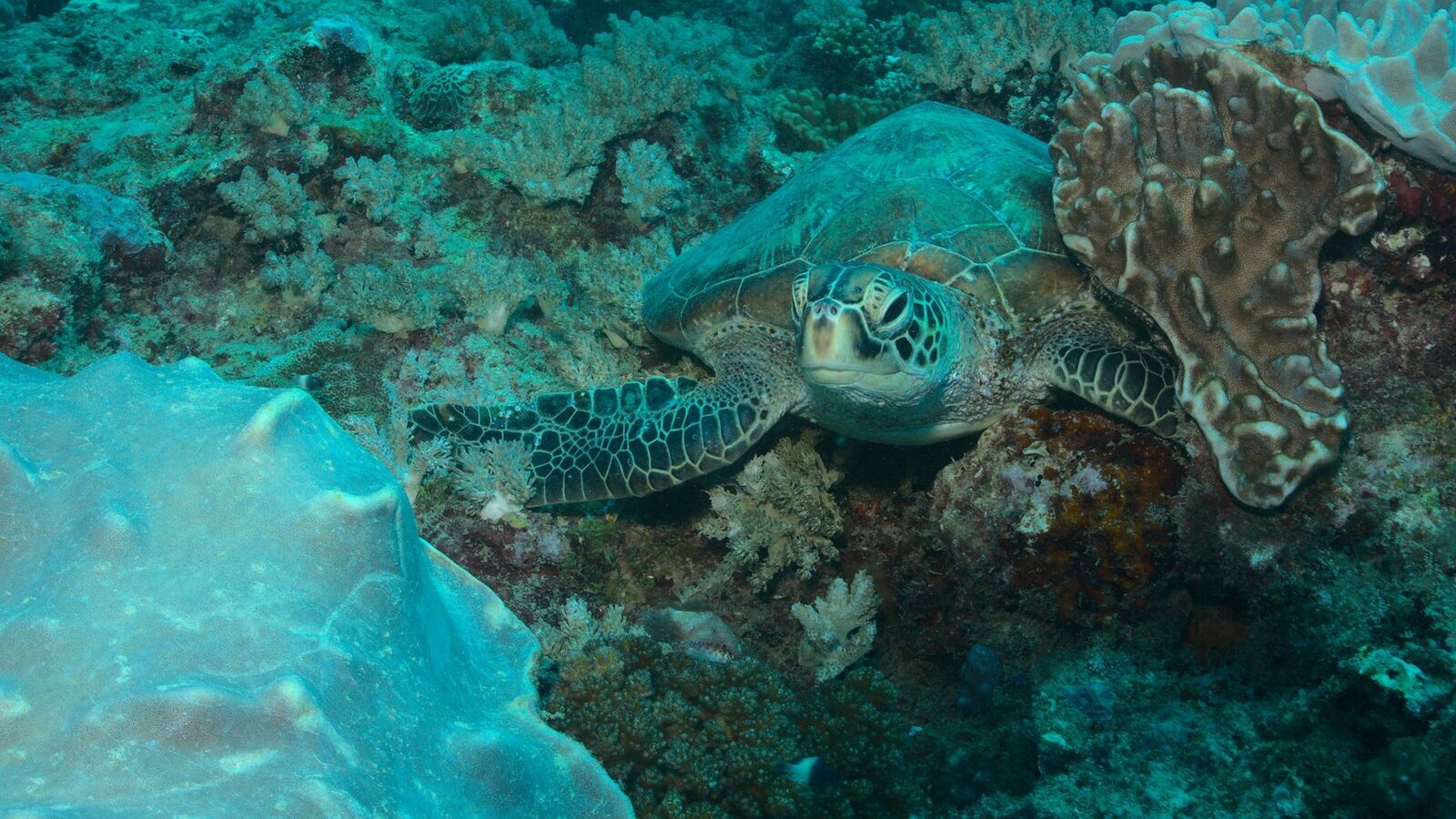 A green turtle resting on the reef.