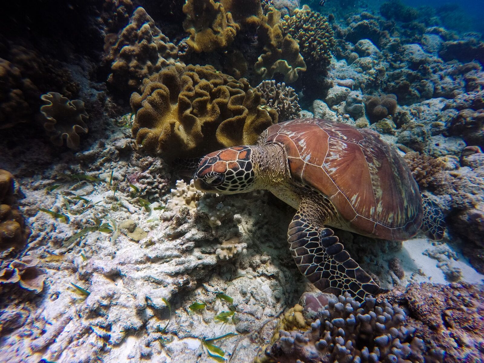 A turtle grazing across hard coral.