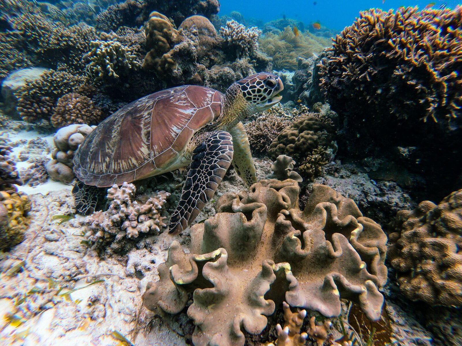 A turtle picking its way over coral heads.