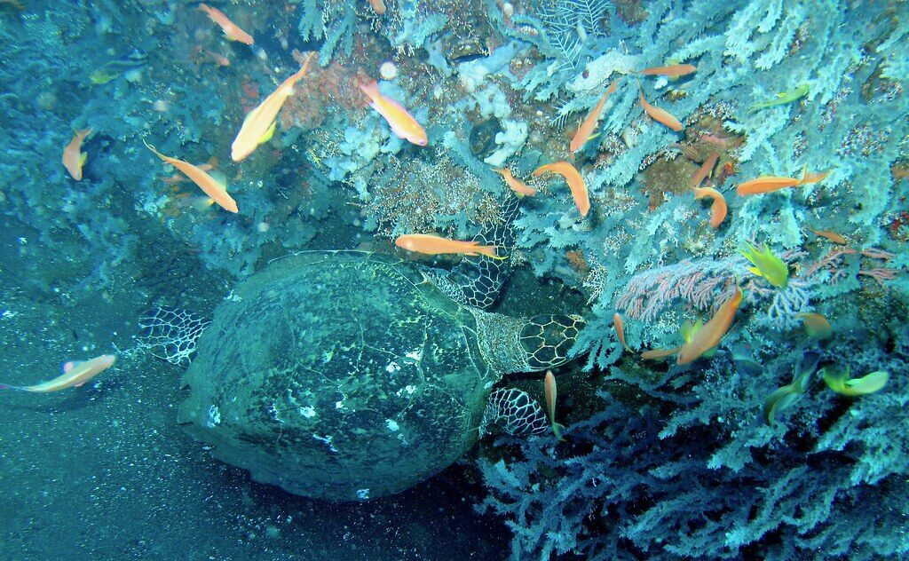 A turtle among reef fish over the coral.