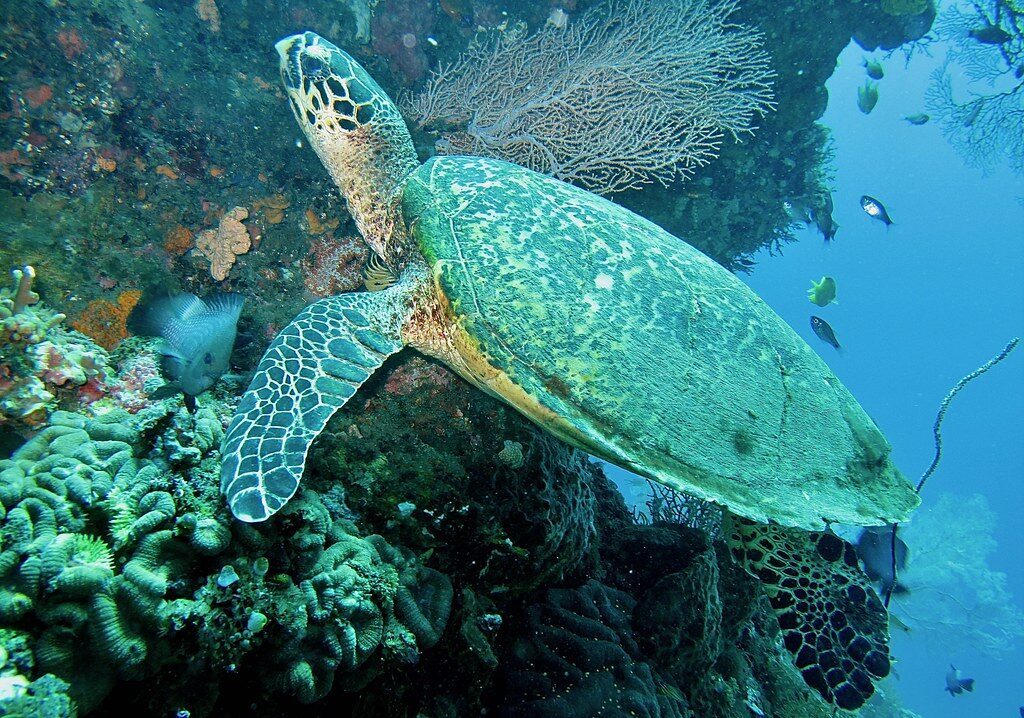 A green sea turtle gliding over the reef beside a gorgonian fan — a wild turtle in open water, not a tank.