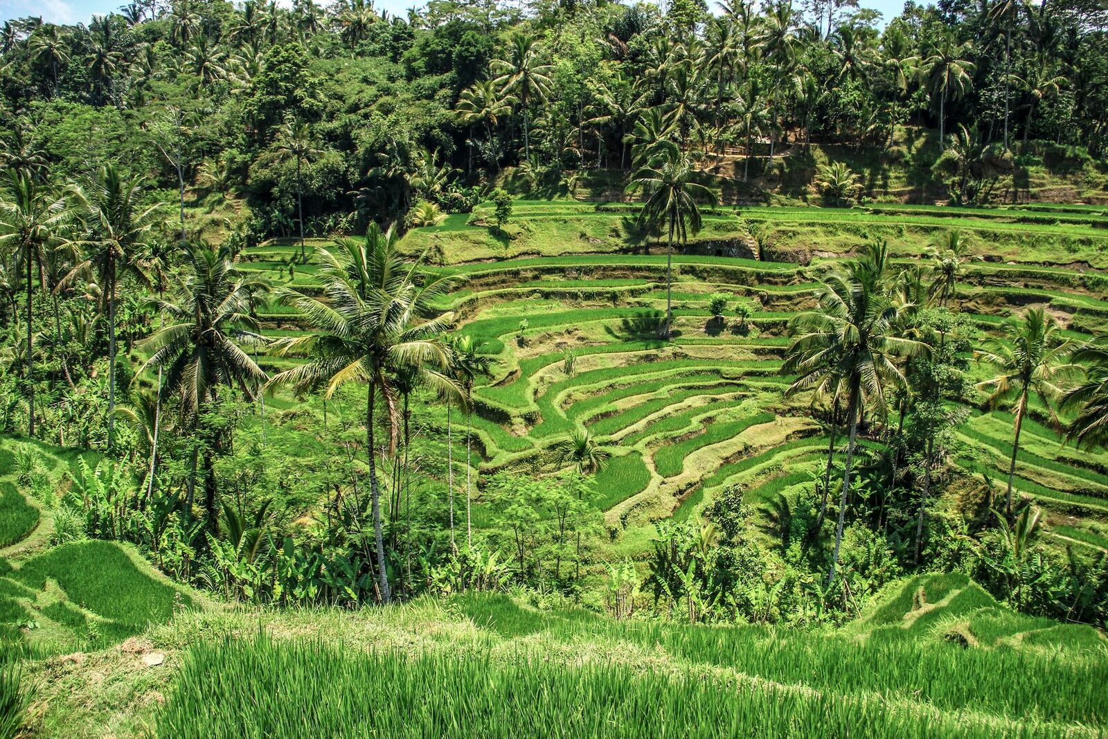 A short rice-terrace walk near Ubud — green, gentle, and just about doable for small legs.