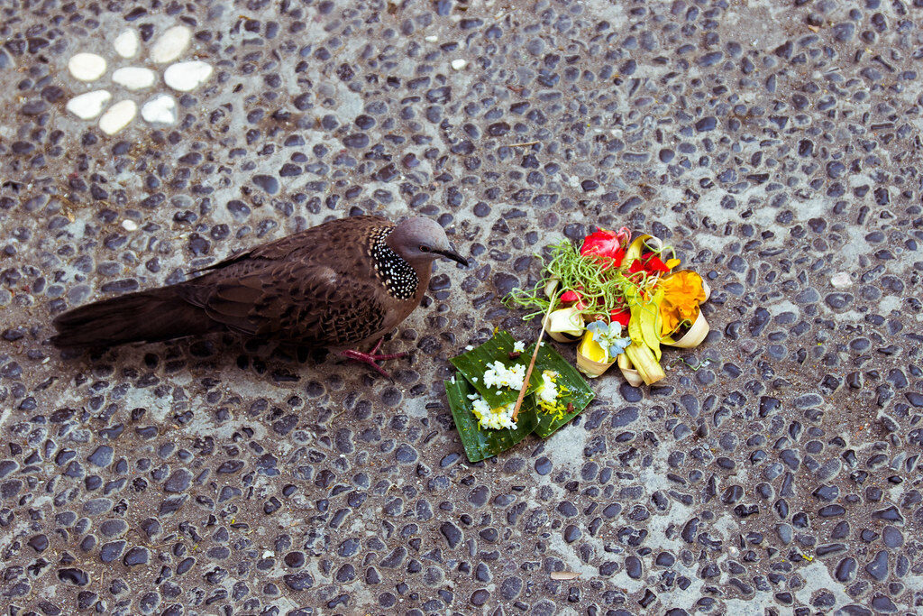 A bird helping itself to a canang left on the ground. The offering has done its work the moment it's given; what happens to it after doesn't matter.
