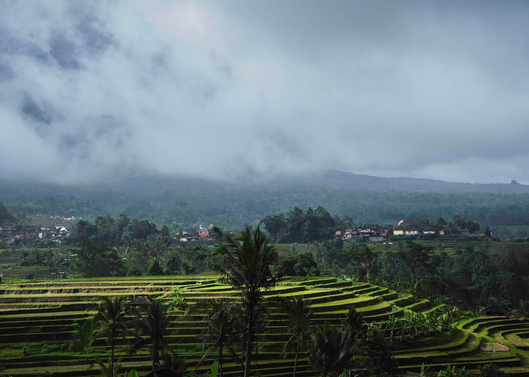 Wet-season Bali: rice terraces glowing green under low grey cloud — the island turns absurdly lush once the rains come.